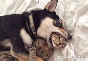 早期狗子爆料视频播放